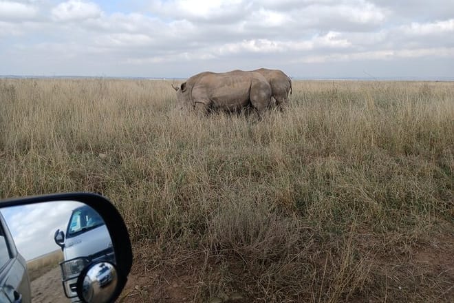 Private Nairobi Park Tour & Sheldrick or Giraffe-Free WI FI 5