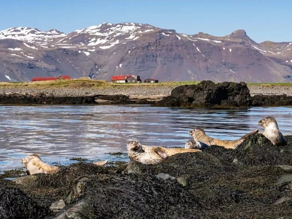 Snæfellsnes Peninsula Private Guided Tour — Iceland Nature Tours