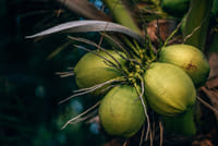 Zanzibar Spice Tour with Local Food 4