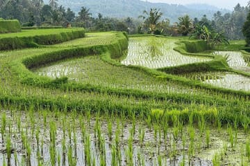 Banjar Munduk Private Bali Tour
