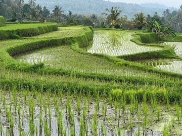 Borobudur – Prambanan Private Tour