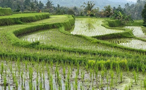Private 10-Hour Tour of Banjar Munduk in Bali