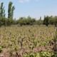 Premium Wine Tour
