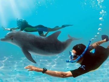 Full-Day Dolphin Swim and Snorkeling Tour in Hurghada