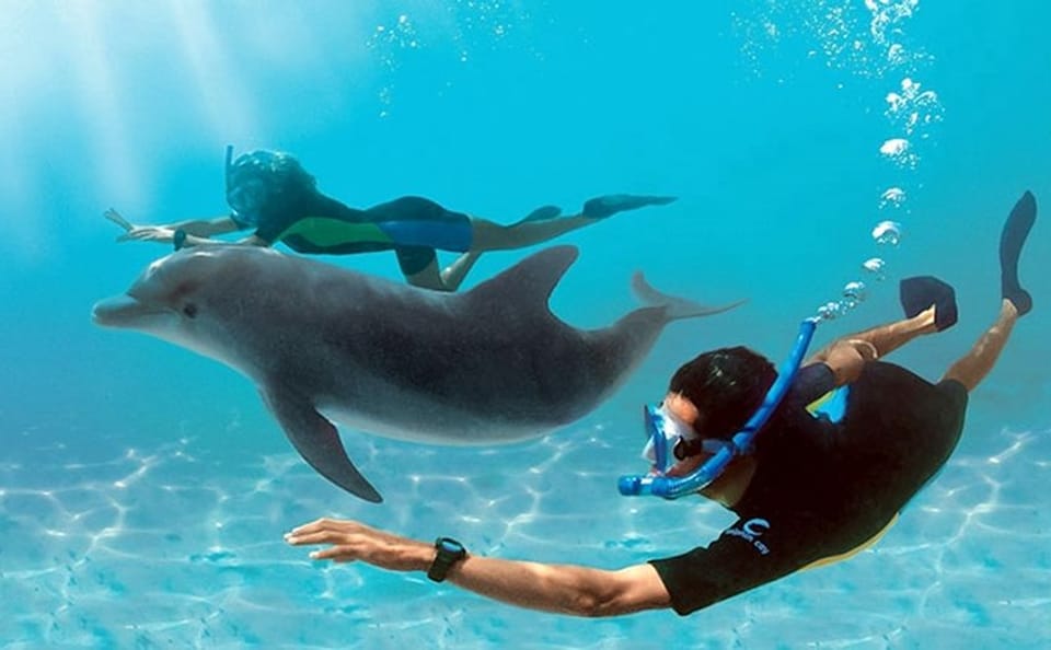 Full-Day Dolphin Swim and Snorkeling Tour in Hurghada