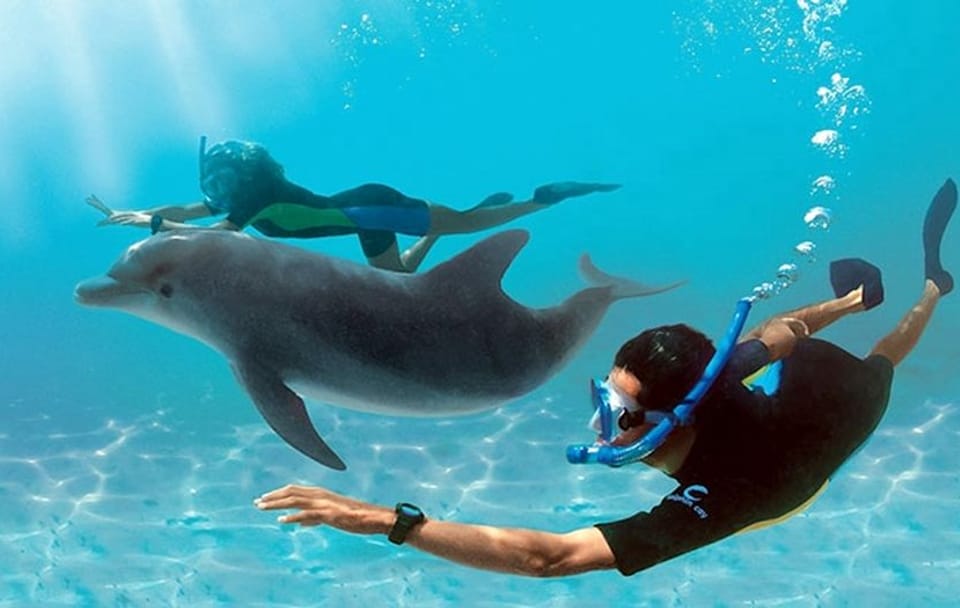 Full-Day Dolphin Swim and Snorkeling Tour in Hurghada