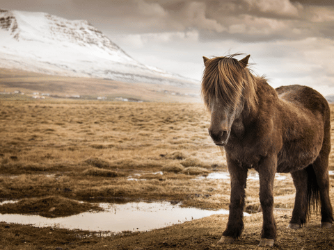  Get Off the Beaten Path - Borgarfjörður Private Tour