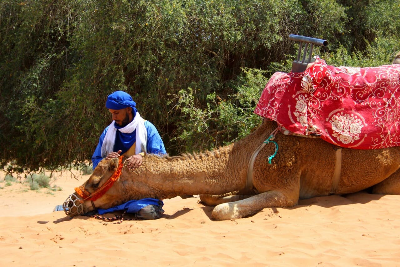 Camel riding with BBQ and sunset 7