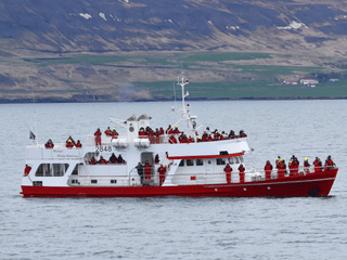 Akureyri Classic Whale Watching, photo 24