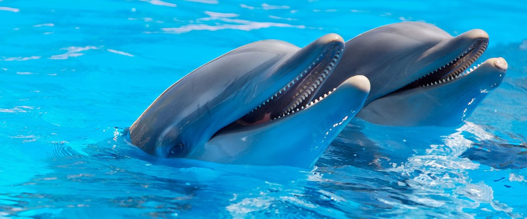 Dubai Dolphinarium Ticket with Daytur