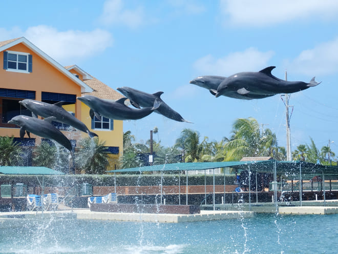 Dolphin Royal Swim at Dolphin Discovery Grand Cayman photo 2