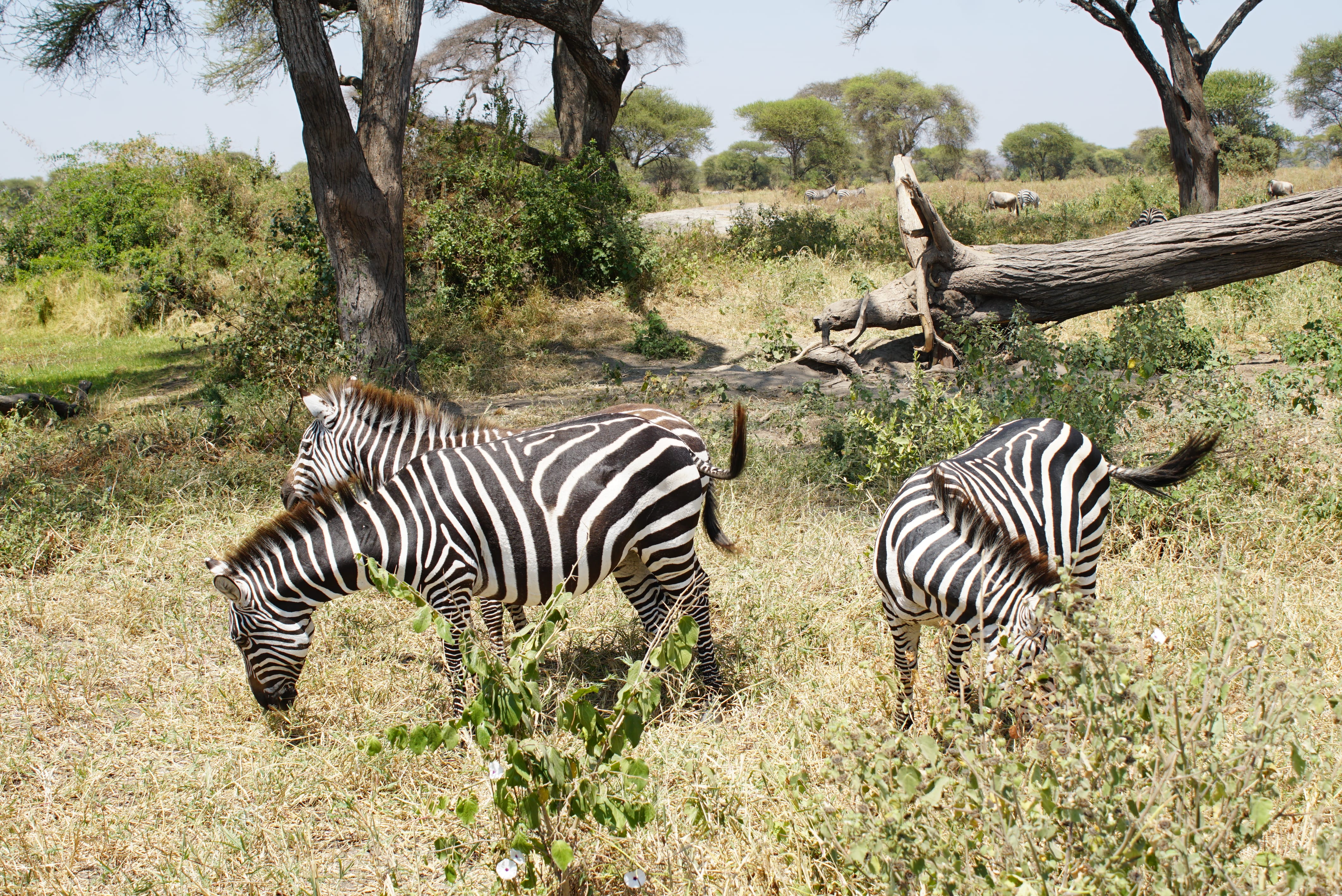 Zebras in Serengeti National Park