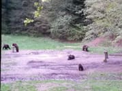 Evening at BEAR HIDE, in the wild - with your OWN VEHICLE 8