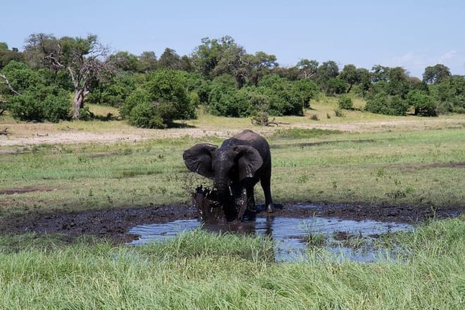 Elephant at Chobe Water Hole