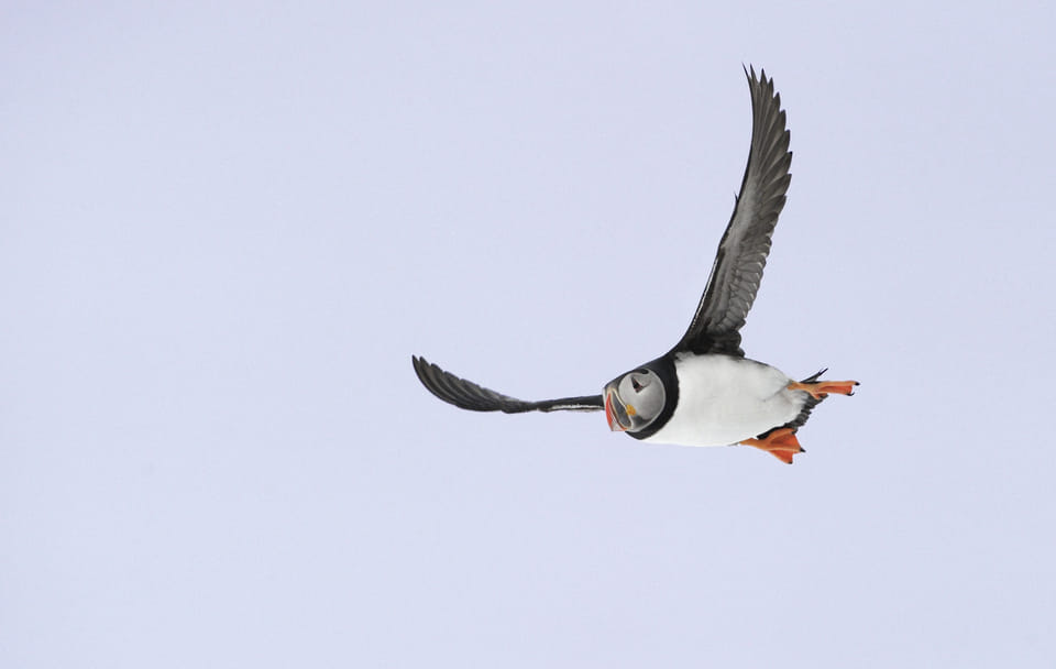 Puffin Watching Boat Tour from Reykjavík, Iceland