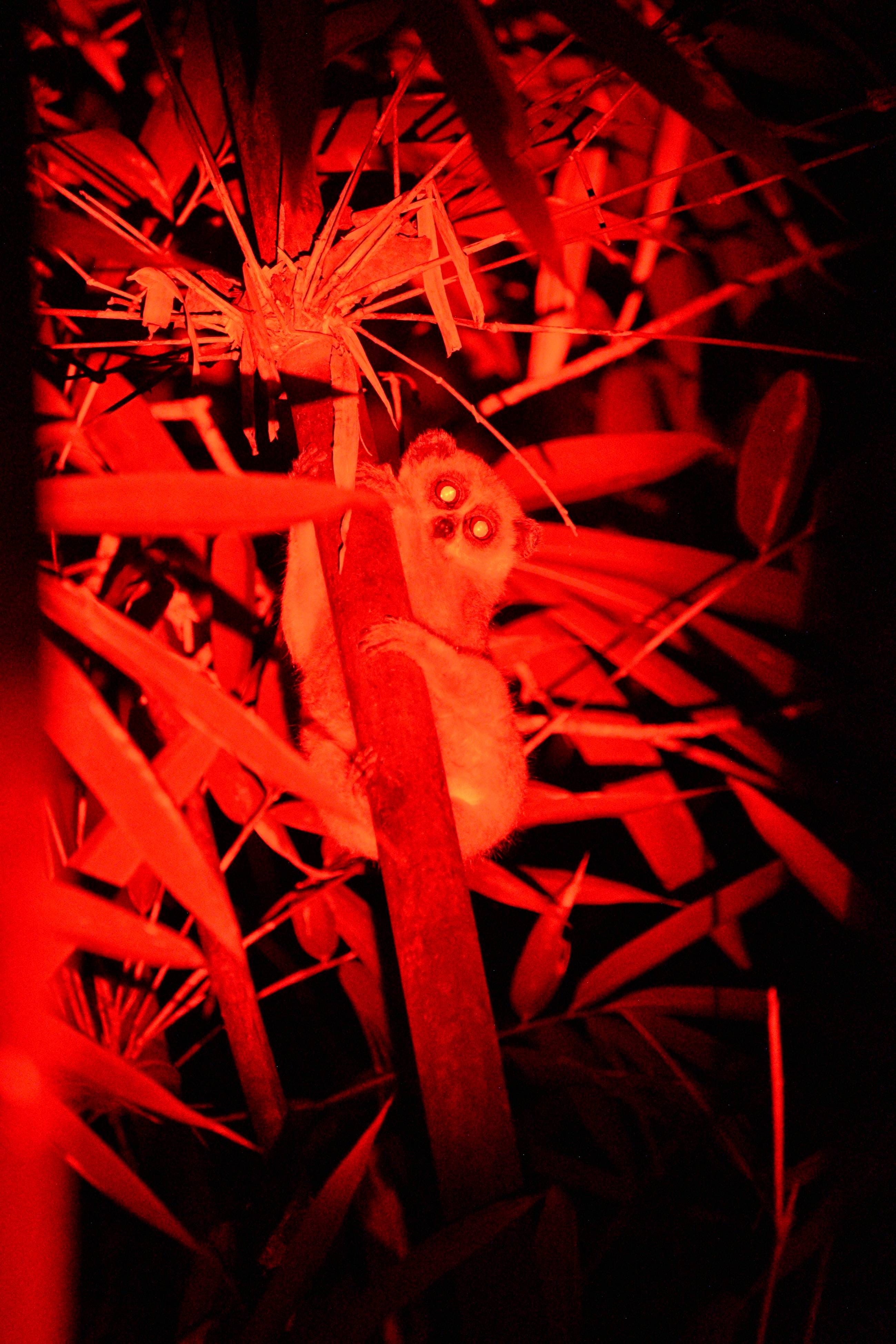 Pygmy slow loris resting on bamboo, spotted and photographed in red light.