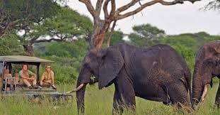 Large African elephant standing near acacia trees with a safari vehicle visible in the background.