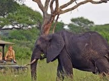 Up-close view of a majestic African elephant foraging near a safari vehicle.