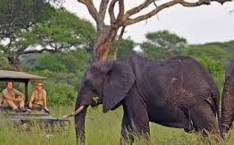 7-Day Kilimanjaro Marangu Trek & Wildlife Safari