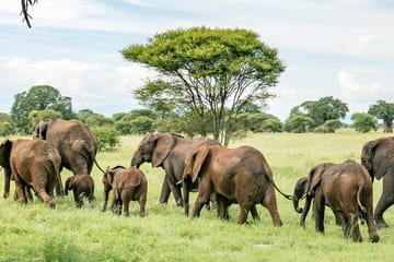 Maasai Mara Wildebeest Migration Lodge Safari 4 Days