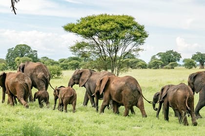 Maasai Mara Wildebeest Migration Lodge Safari 4 Days
