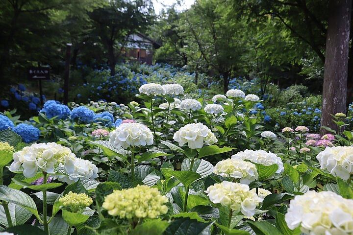 Sanzen-in & Enryaku-ji Day Tour from Kyoto