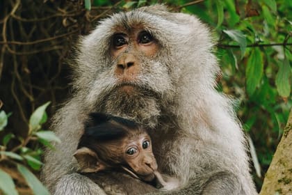 3 Hours Lagoon Tour to Monkey Island