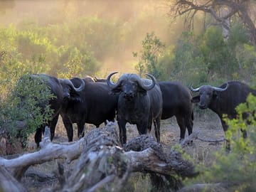 3-Day Aberdare National Park Safari from Nairobi