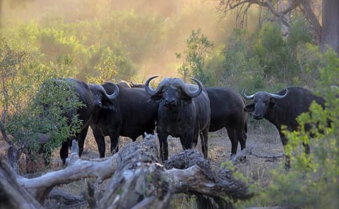 3-Day Aberdare National Park Safari from Nairobi
