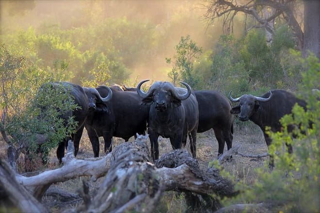 Cape Buffalos at Aberdare National Park