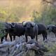 Cape Buffalos at Aberdare National Park