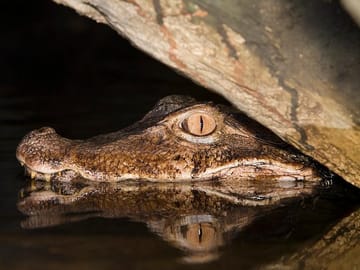 Alligators
