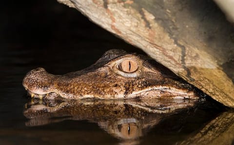 Nighttime Wildlife Tour in the Amazon Rainforest, Manaus