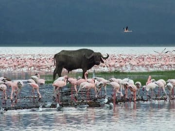 Guided Full-Day Nature and Photography Tour at Lake Nakuru