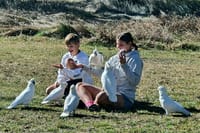 Friendly Cockatoos in Blue Mountains