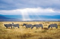 6-Day Luxury Safari in Northern Tanzania 1