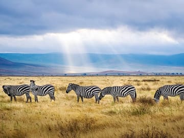 Luxury 6-Day Safari Adventure in Northern Tanzania