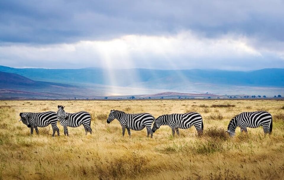 Luxury 6-Day Safari Adventure in Northern Tanzania