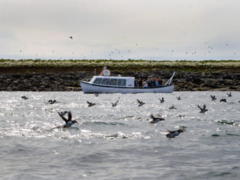 Horses & Puffins (Elfin Tour), photo 5