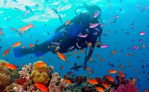 Snorkeling Adventure in Trincomalee's Vibrant Waters