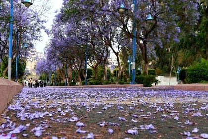 6 Days Jeddah Taif Al Baha and Abha Tour