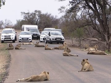 Private Nairobi National Park Tour During Airport Layover