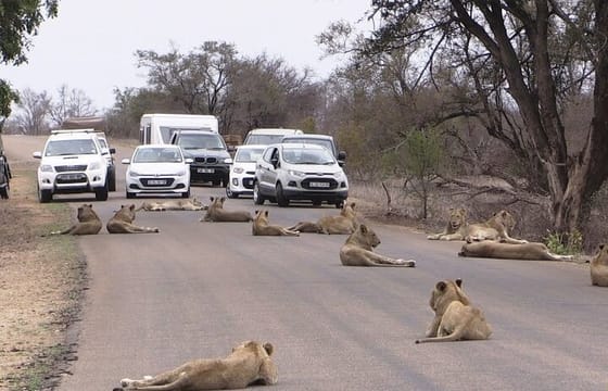 Nairobi Airport Layover: Covid-19 Safe & Private Tour to Nairobi National Park