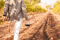 Montserrat, Food & Wine 8
