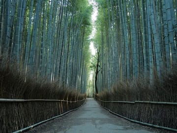 Kyoto Early Morning Tour with English-Speaking Guide