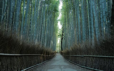 Kyoto Early Morning Tour with English-Speaking Guide