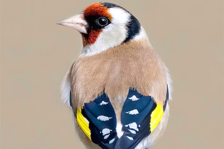 4-Day Birding in Murchison Falls National Park