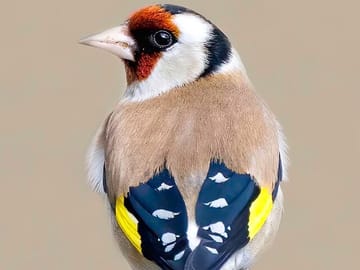 4-Day Birding Adventure in Murchison Falls National Park
