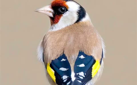 4-Day Birding Adventure in Murchison Falls National Park