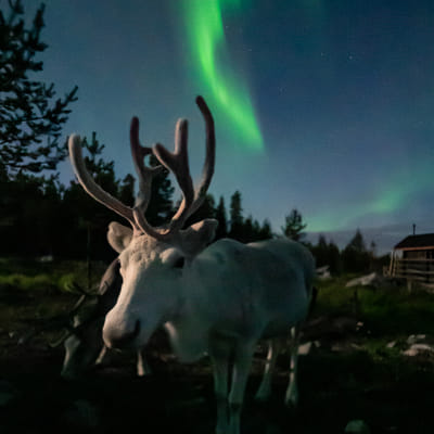 Iltaporosafari arktisen taivaan alla - Image 1